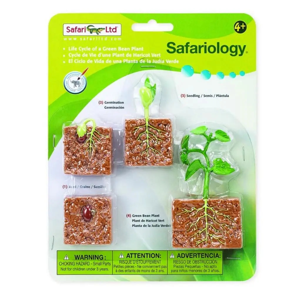 Safari Ltd Life Cycle Of a Green Bean Plant – Beesybox